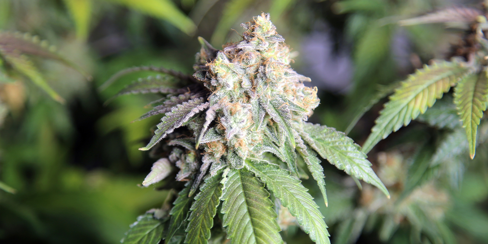 Original Auto Skunk (FastBuds)