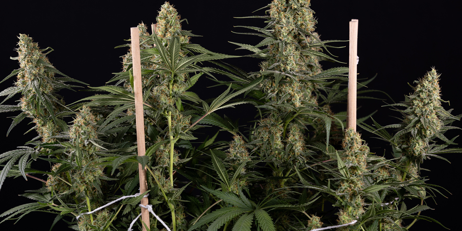 Szybko, łatwo i wtedy, kiedy chcesz