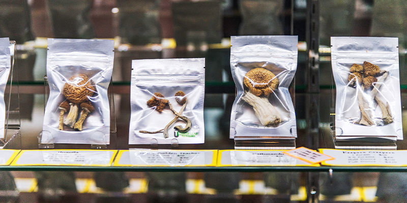 Koszt i dostępność świeżych i suszonych grzybów psylocybinowych