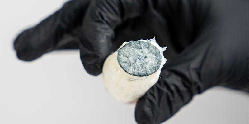 Świeże a suszone grzybki halucynki: Które będą dla ciebie lepsze?