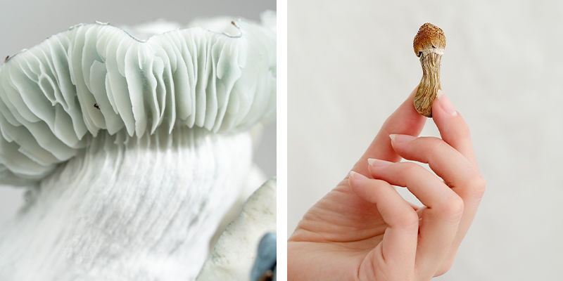 Jak różni się smak i konsystencja świeżych i suszonych grzybków?