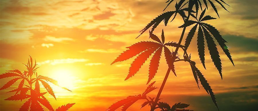 r/outdoorgrowing: Zanurz się w inny rodzaj ogrodnictwa R/outdoorgrowing: Get Stuck Into A Different Kind Of Gardening