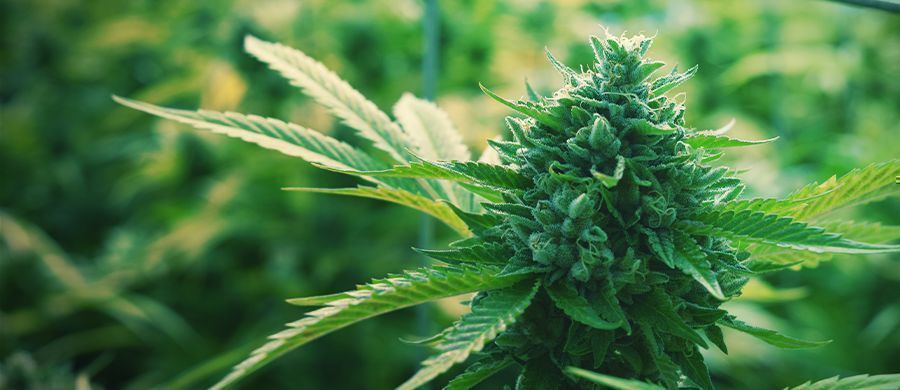 r/trees: Swobodna społeczność miłośników marihuany r/trees: Swobodna społeczność miłośników marihuany