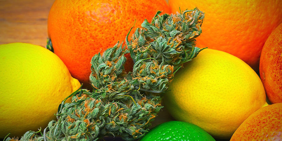 Do-Si-Dos Automatic: Aromat, smak i działanie