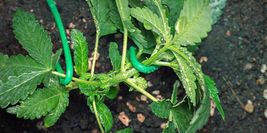 Jak uprawiać Do-Si-Dos Automatic