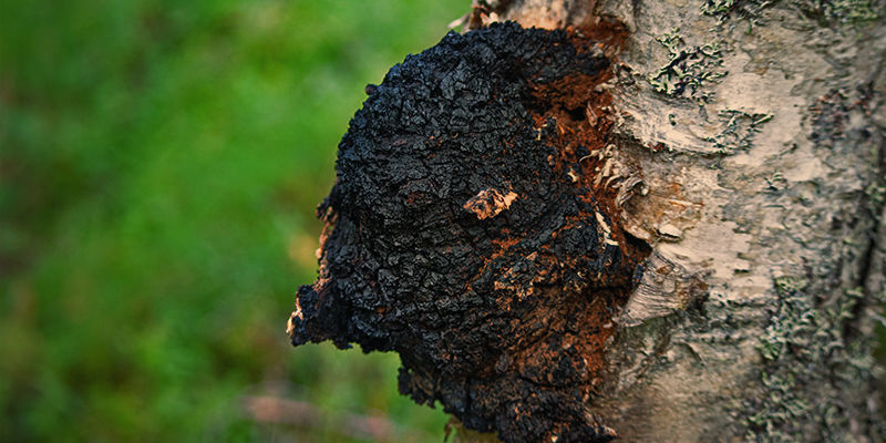 What Is Chaga Mushroom? What Is Chaga Mushroom?