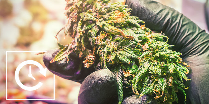 Zalety i wady metody light deprivation Kontroluj kwitnienie konopi za pomocą zaciemniania: zalety i wady metody light deprivation