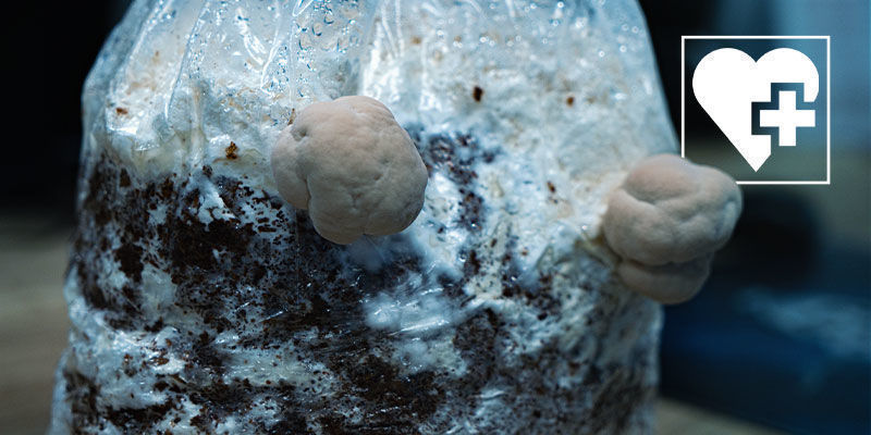 Korzyści z zastosowania soplówki jeżowatej