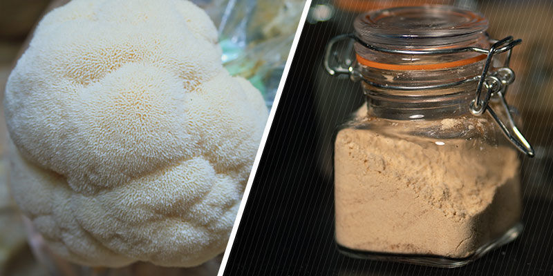 Formy soplówki jeżowatej