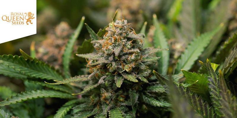 Amnezja Haze — Royal Queen Seeds Amnesia Haze — Royal Queen Seeds