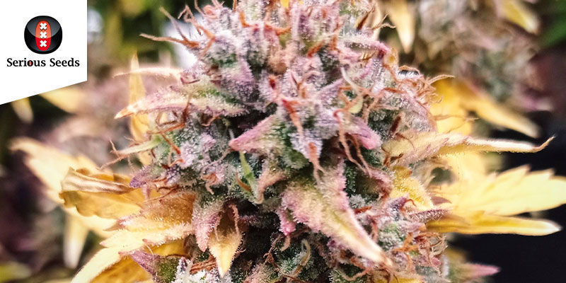 AK-47 — Serious Seeds AK-47 — Serious Seeds