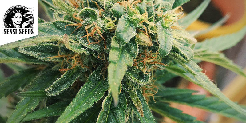 Mexican Sativa — Sensi Seeds Mexican Sativa — Sensi Seeds