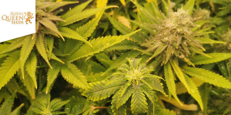 Skunk XL — Royal Queen Seeds Skunk XL — Royal Queen Seeds