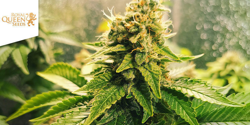 White Widow — Royal Queen Seeds White Widow — Royal Queen Seeds