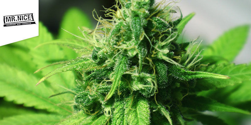 G13 Haze — Mr Nice G13 Haze — Mr Nice