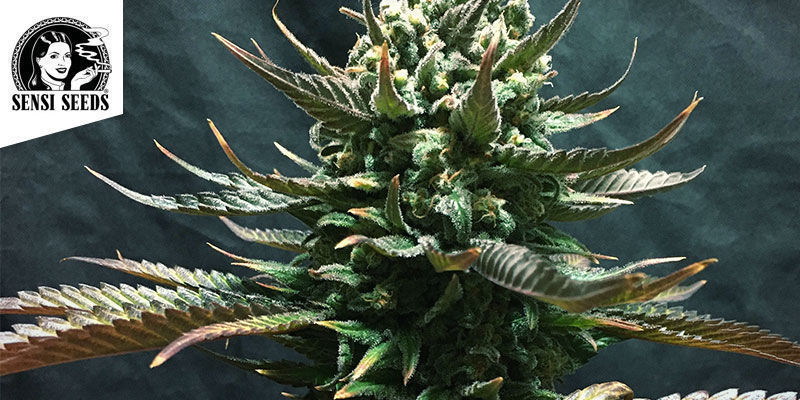 Jamaican Pearl — Sensi Seeds Jamaican Pearl — Sensi Seeds