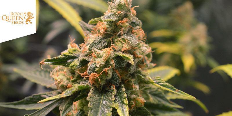 Critical — Royal Queen Seeds Critical — Royal Queen Seeds