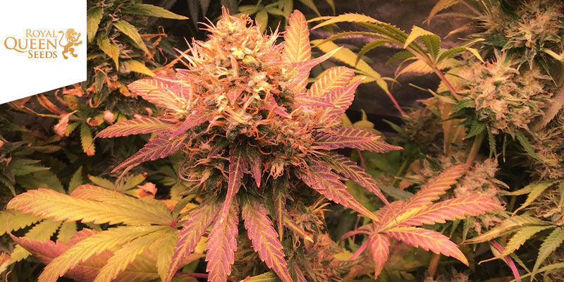 Shining Silver Haze — Royal Queen Seeds Shining Silver Haze — Royal Queen Seeds