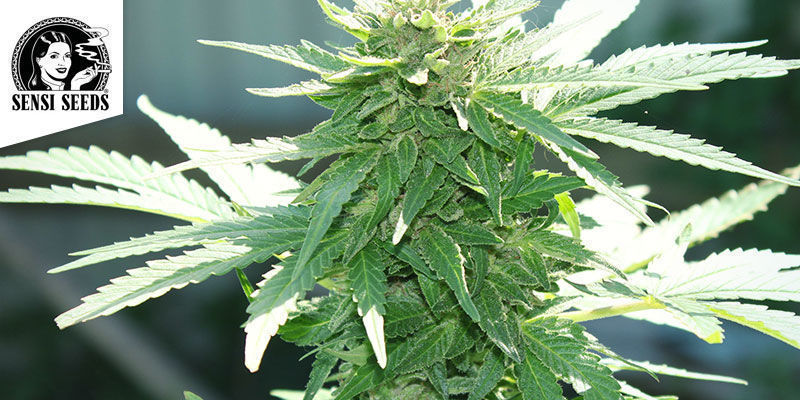 Jack Herer — Sensi Seeds Jack Herer — Sensi Seeds
