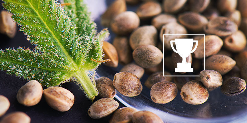 Na zakończenie — najlepsze regularne nasiona dla hodowców i breederów Najlepsze regularne nasiona dla hodowców i breederów