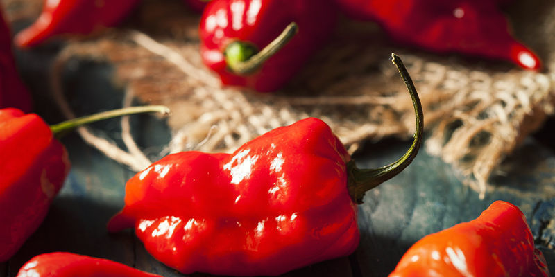 Rozpocznij uprawę papryczek ghost pepper już dziś Rozpocznij uprawę papryczek ghost pepper już dziś