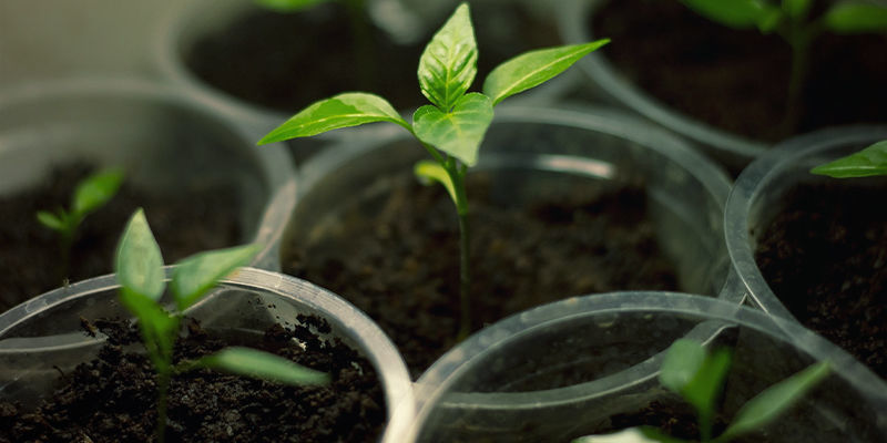 Uprawa Bhut Jolokia: sprzęt i akcesoria Uprawa Bhut Jolokia: sprzęt i akcesoria