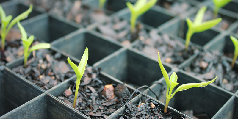 Jak uprawiać papryczki ghost Jak uprawiać papryczki ghost