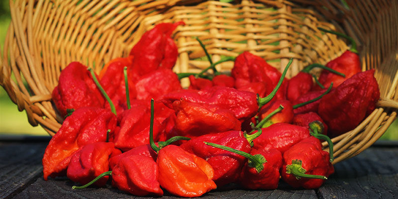 Czym jest papryczka ghost pepper? Czym jest papryczka ghost pepper?