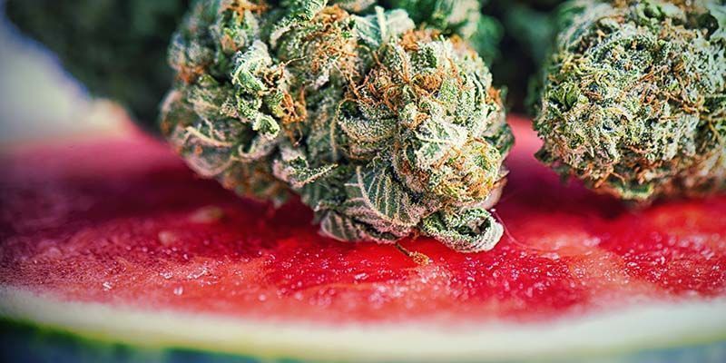 Cechy Watermelon Candy Cechy Watermelon Candy