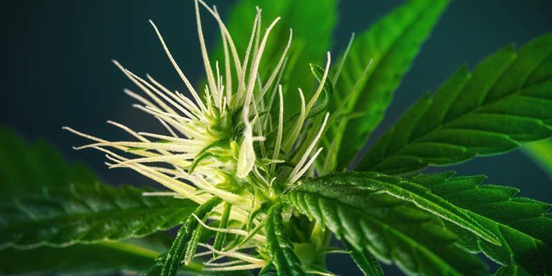 Jak uprawiać Watermelon Candy Jak uprawiać Watermelon Candy