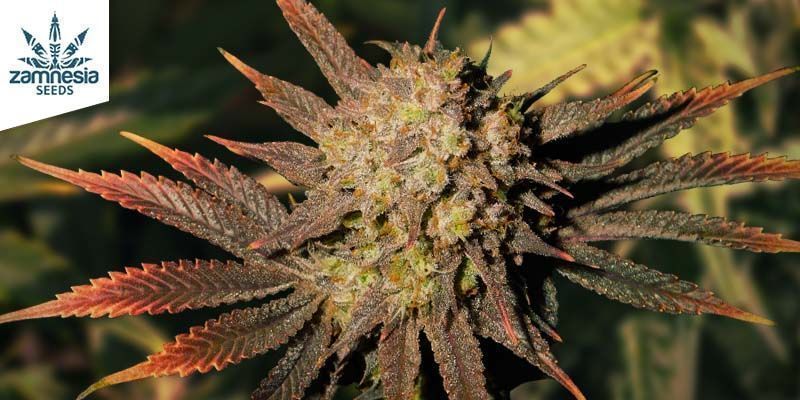 Watermelon Candy Automatic Watermelon Candy Automatic