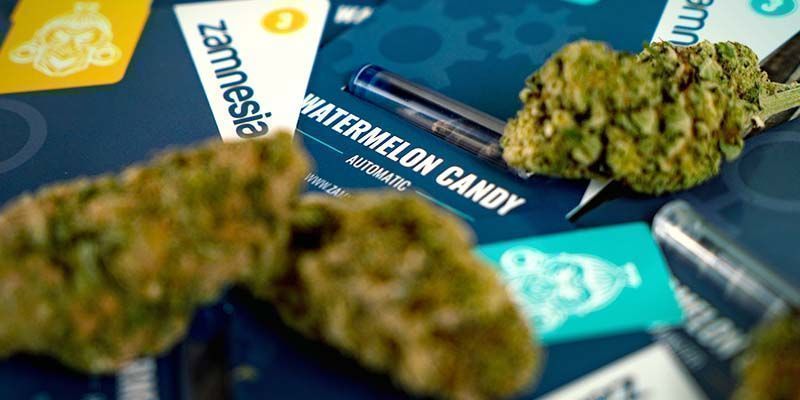 Watermelon Candy: Dojrzała do zbioru Watermelon Candy: Dojrzała do zbioru