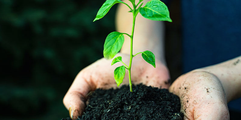 Uprawa papryczek jalapeño: sprzęt i akcesoria