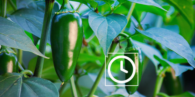 Jak ostre są papryczki jalapeño?