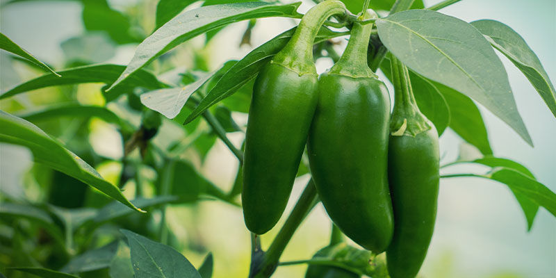 Czym są papryczki jalapeño?