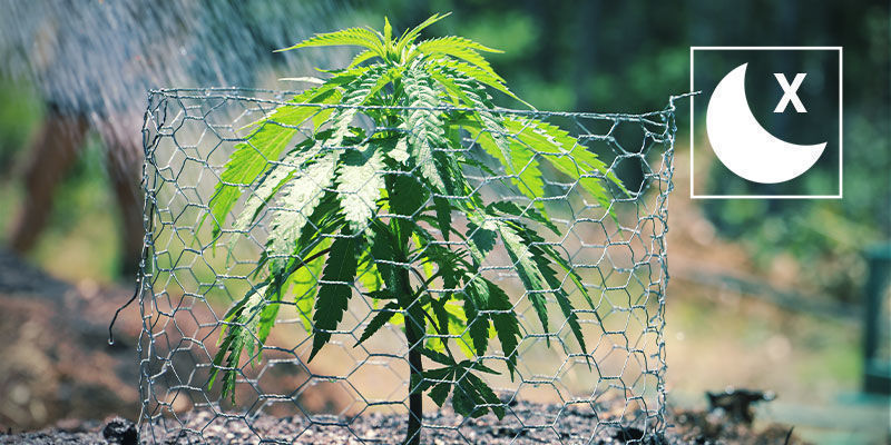 Unikaj podlewania nocą Unikaj podlewania nocą