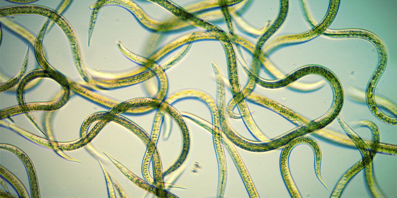 Use Nematodes Use Nematodes