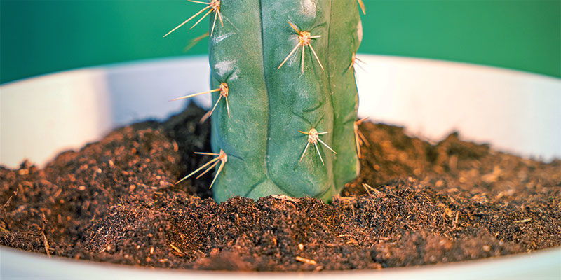 Jak uprawiać Echinopsis zamnesiana
