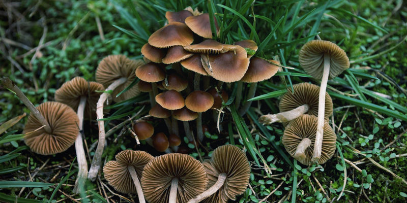 Conocybe Cyanopus Conocybe Cyanopus