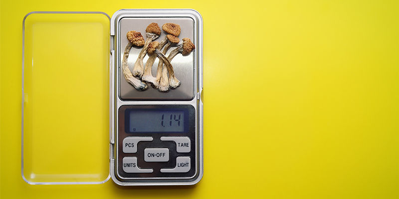 Jak dawkować gatunki grzybów halucynków o różnej mocy Jak dawkować gatunki grzybów halucynków o różnej mocy