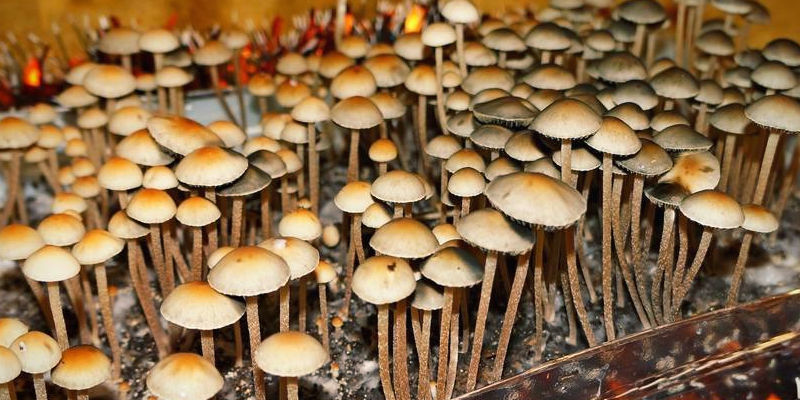 Panaeolus Cambodginiensis (Copelandia Cambodginiensis) Panaeolus Cambodginiensis (Copelandia Cambodginiensis)