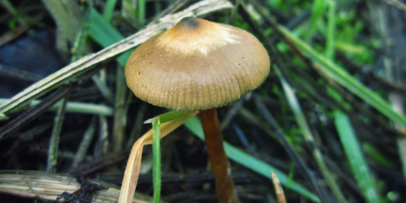 Psilocybe Azurescens Psilocybe Azurescens