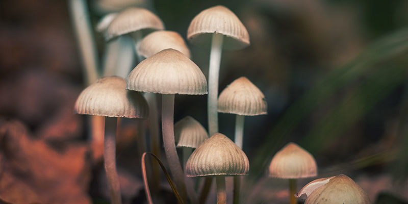 Psilocybe Bohemica Psilocybe Bohemica