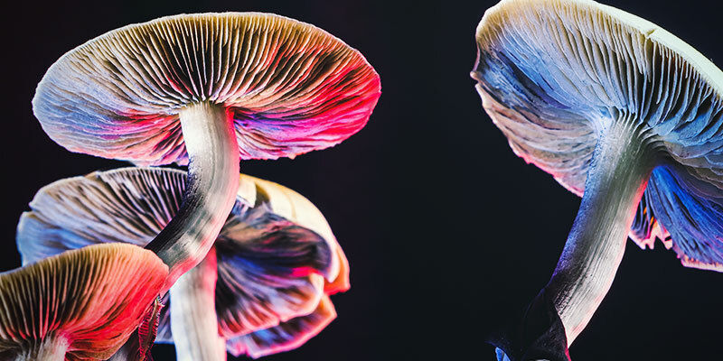 Psilocybe Cubensis Psilocybe Cubensis