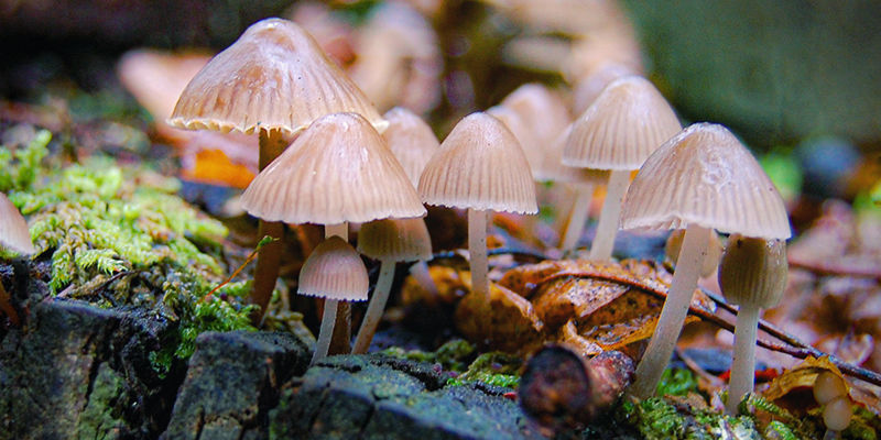 Psilocybe Semilanceata Psilocybe Semilanceata