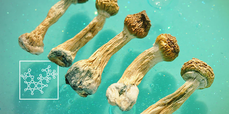 Aktywne składniki w grzybkach halucynkach Aktywne składniki w grzybkach halucynkach