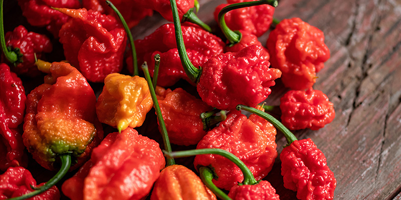 7 Pot Barrackpore: 1.3M SHU 7 Pot Barrackpore: 1.3M SHU