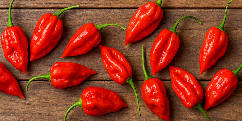 Komodo Dragon: 2,2 mln SHU Komodo Dragon: 2,2 mln SHU