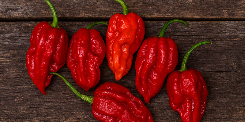 Dorset Naga: 1.59M SHU Dorset Naga: 1.59M SHU