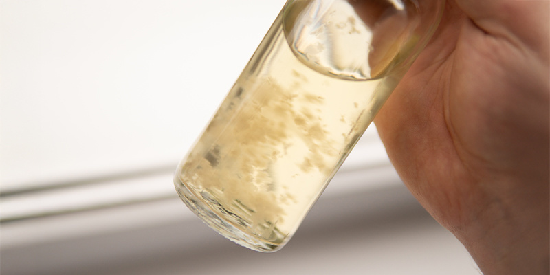 Uprawiaj bez obaw dzięki własnej domowej kulturze płynnej!